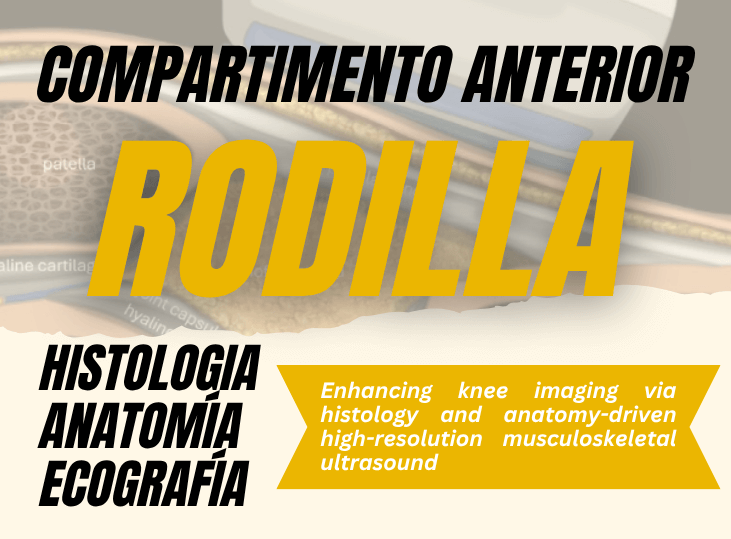 rodilla-compartimento-anterior-y-ecografia